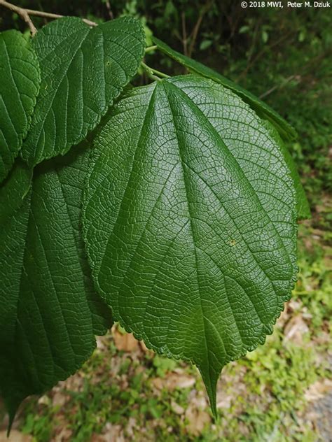 Morus rubra (Red Mulberry): Minnesota Wildflowers