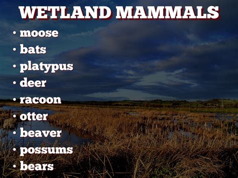 mammals in wetlands by hadlie morrow