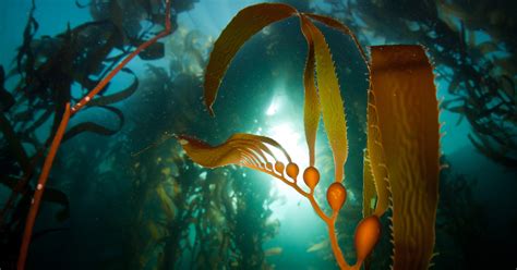 The business of seaweed: Large-scale kelp farm to be developed in Namibia