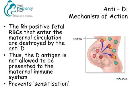 Management of the Rhesus Negative Mother