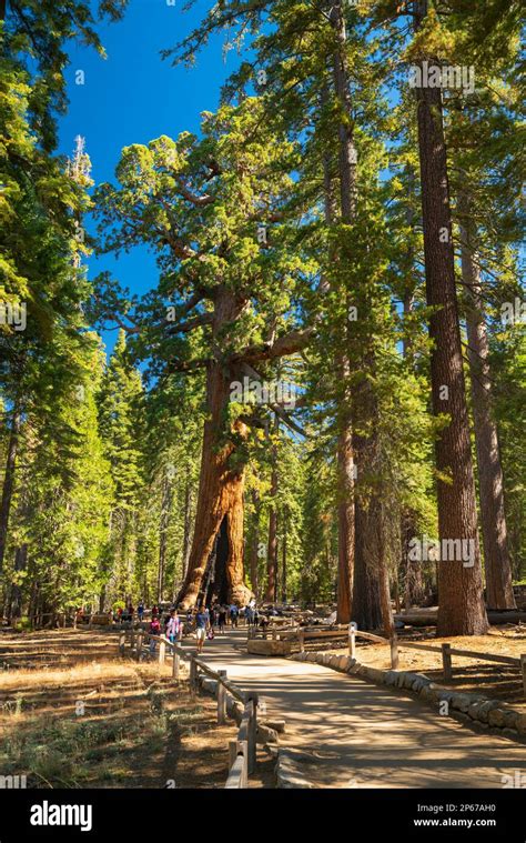 Famous giant sequoia tree named Grizzly Giant, Mariposa Grove, Yosemite ...