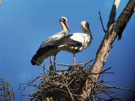 Detectado un nuevo nido de cigüeña blanca en el Estany de Banyoles (Girona)