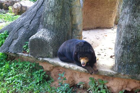 Honey bear stock image. Image of malayan, member, procyonidae - 57404923