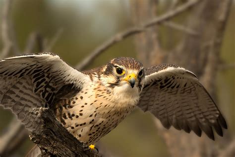 Hawk Wings Spread Photograph by Kathleen Prince - Pixels