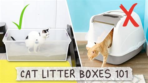 The Best Cat Litter Box Set Up - All About Litter Boxes - YouTube