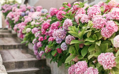 35 Hydrangea Garden Ideas (PICTURES)