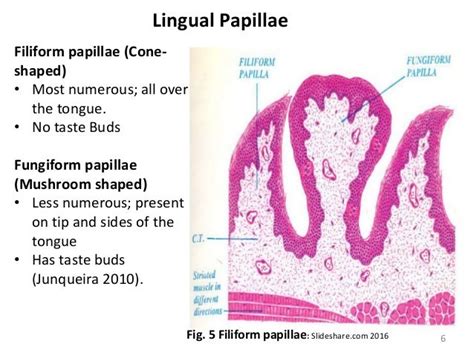 histology of the tongue and salivary gland