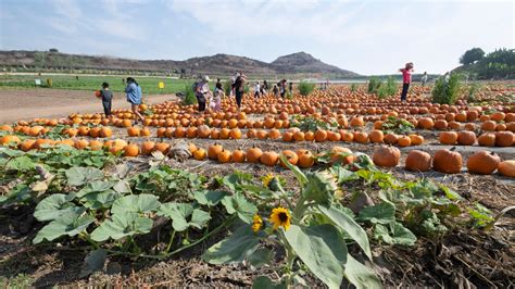 5 Autumnal Activities To Do This Fall in South Florida – NBC 6 South ...