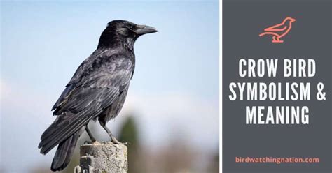 Crow Bird Symbolism And Meaning In 2024