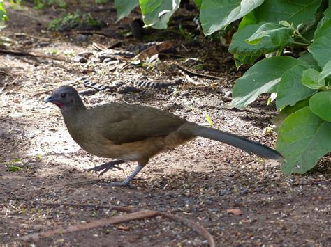 Rio Grande Valley birding - The Urban Birder