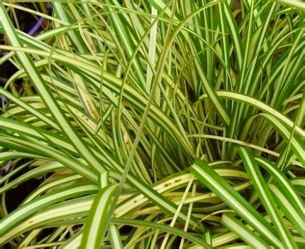 Carex oshimensis 'Evergold' - Xera Plants