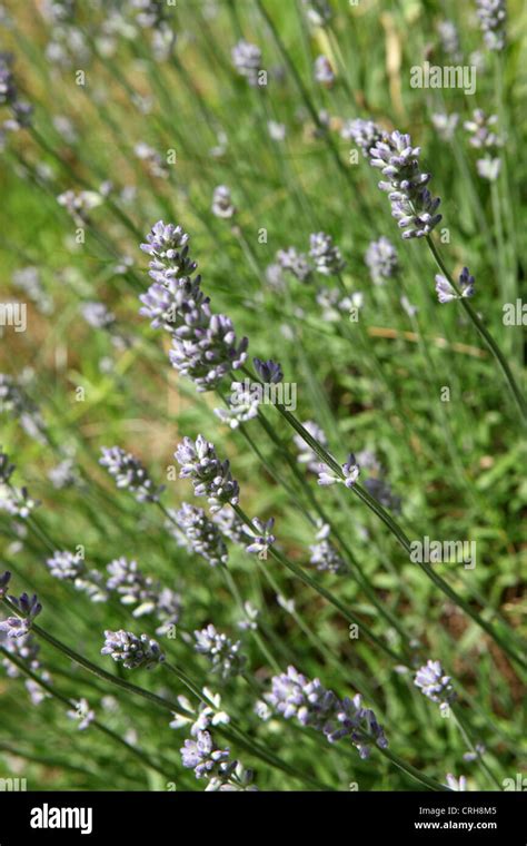 close-up of Lavender growing in UK garden. Drought resistant planting ...