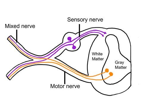 Spinal Cord Structure – Introduction to Neuroscience