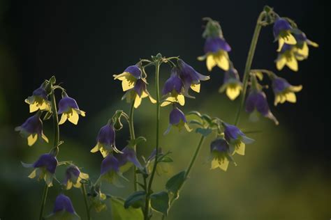 Nightshade Flower Meaning, Symbolism & Spiritual Significance - Foliage Friend - Learn About ...