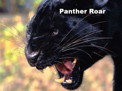 Black Panther Roar