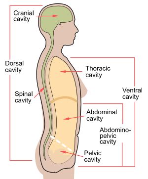 Ventral body cavity - Wikipedia