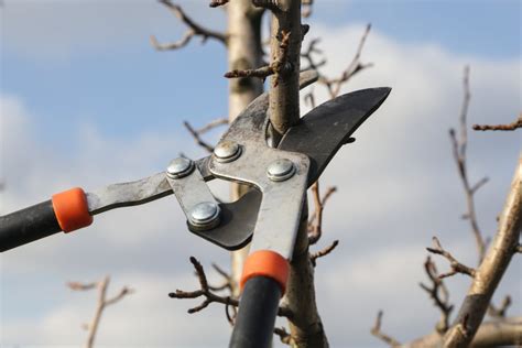 Pruning Pear Trees » Top Tips on How & When