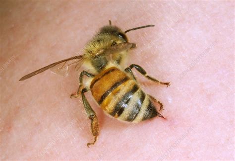 Stinging worker honeybee - Stock Image - Z345/0624 - Science Photo Library