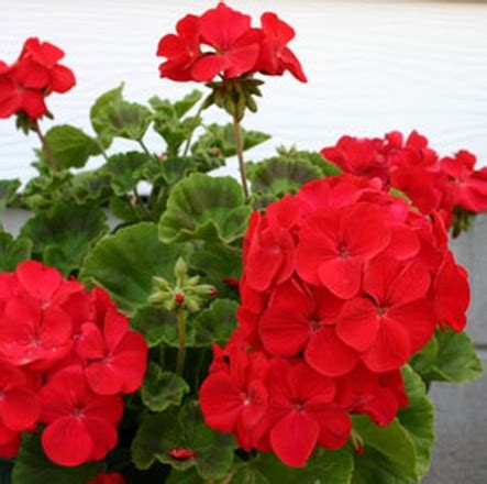 Gambar Tanaman Geranium Merah Red Pelargonium Gambar Bunga di Rebanas ...