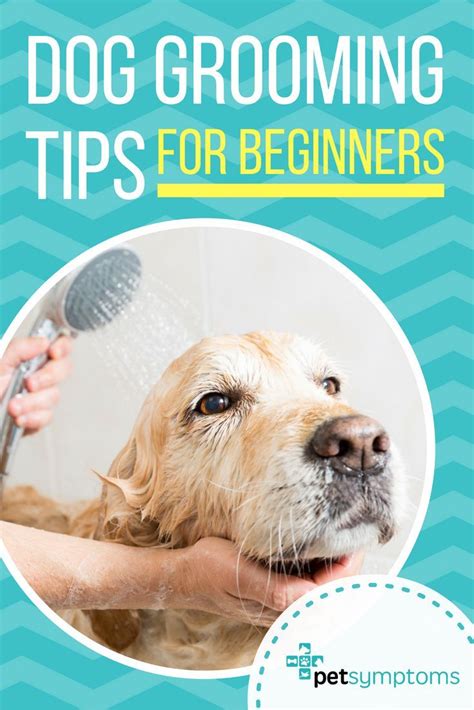 Dog Grooming Tips Every Owner Should Know. Dog Grooming For Beginners | Home Dog Grooming | Do ...