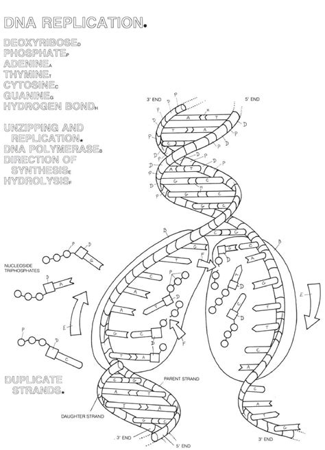 Dna Structure Coloring Worksheet