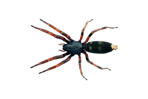 White-Tailed Spider - ACT Pest Control | Canberra Pest Control | Expert ...