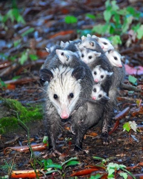 22 Animal Families That Have A Better Family Portrait Than You