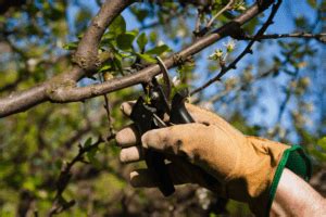 Tree Pruning Greenwich, CT | North Eastern Tree Care