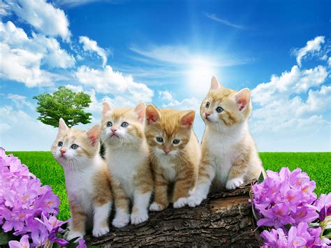 Nature Cute Animals Wallpaper | atelier-yuwa.ciao.jp