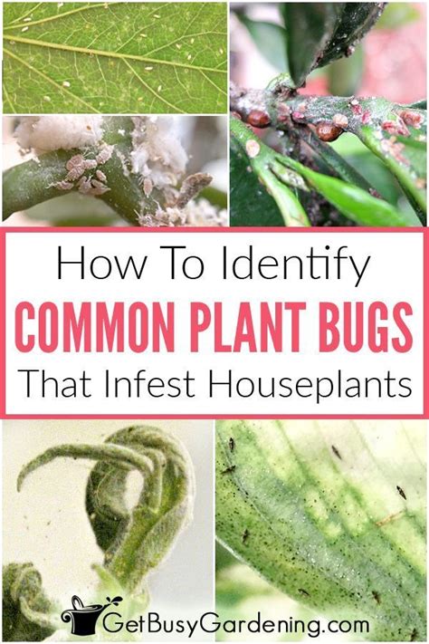 How To Identify Common Types Of Houseplant Bugs | Plant bugs, Common ...