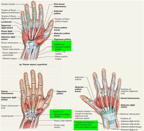 Tendonitis - Patellar, Peroneal, Knee, Foot, Wrist, Biceps, Shoulder ...