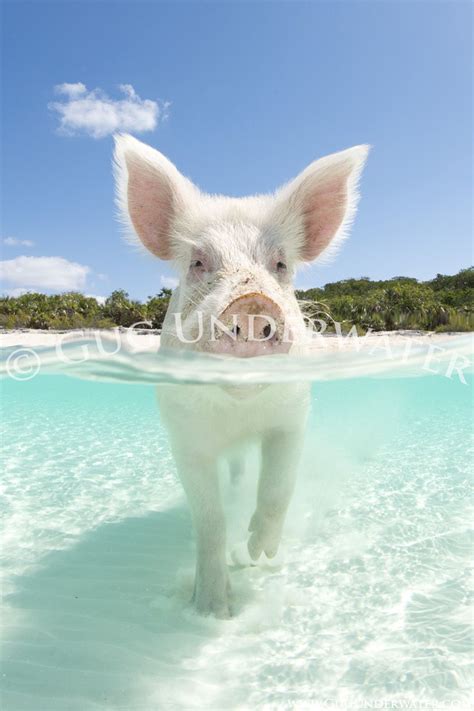 Hog Heaven | Gug Underwater | Animals beautiful, Cute animals, Swimming pigs