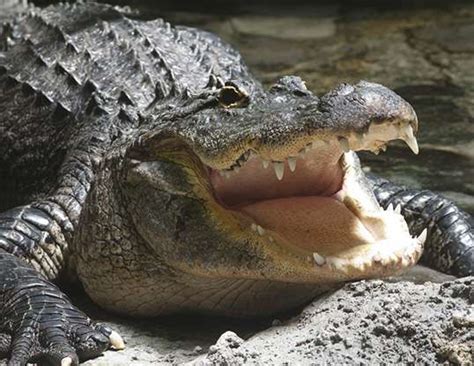 AMERICAN ALLIGATOR LIFE EXPECTANCY