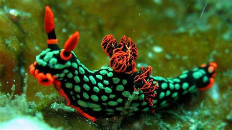 From sporting bright colors to a touch that really stings, sea slugs have adopted quite a few ...