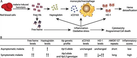 What is Haptoglobin? Test, Low, High, Elevated, Definition, Procedure