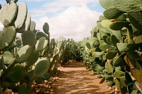 South Africa | Babylonstoren | Fashion Me Now | Cactus plants, Plants, South africa