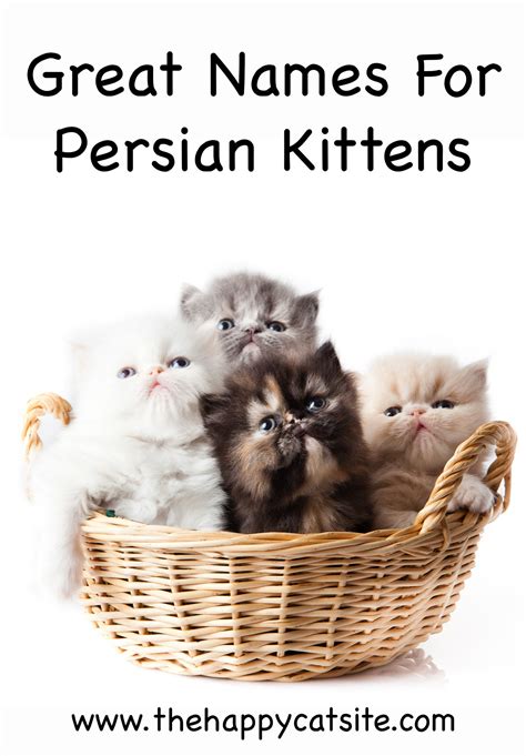 Persian Cat Names - Over 200 Gorgeous Ideas!