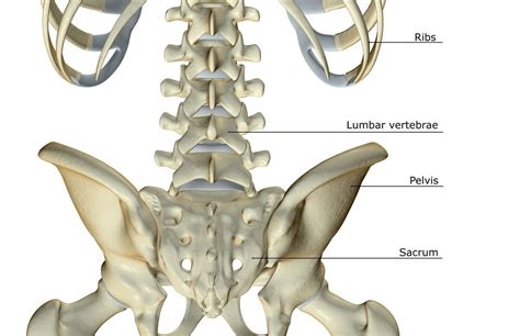 Pin on Anatomy