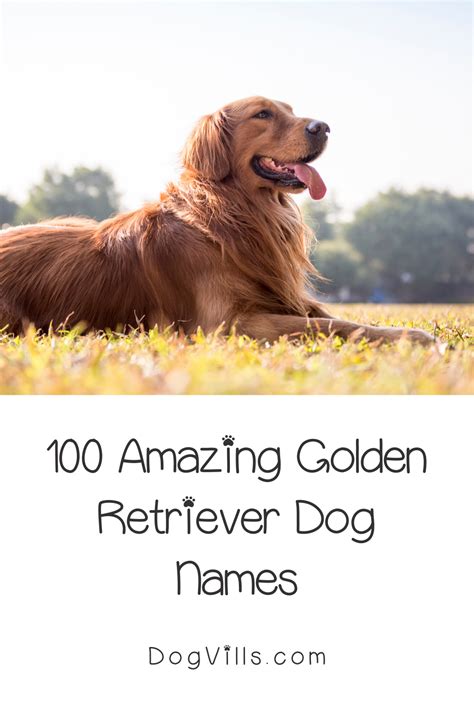 Golden retriever names 101 best cute names – Artofit