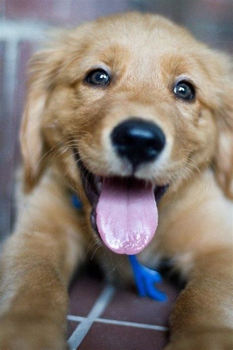 Happy, Happy, Happy | Puppies, Dogs, Animals