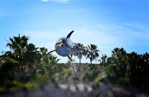 Dolphin Jumping and Facing the Camera. Stock Photo - Image of blue ...