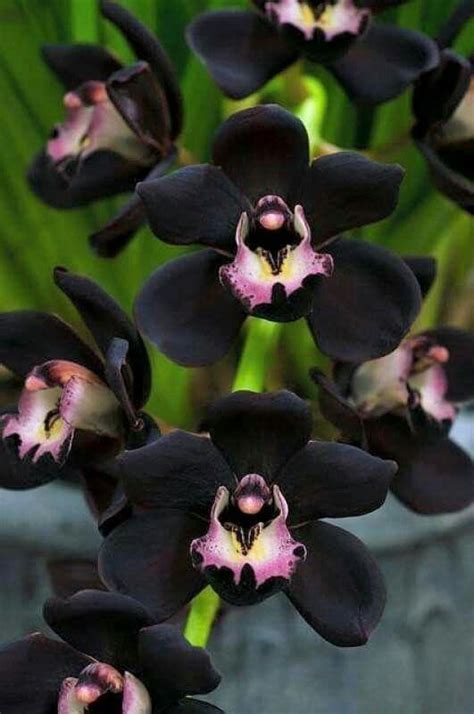 19 Rare Black Orchid Flowers for Home Gardens | Balcony Garden Web