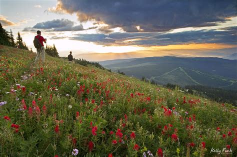 Capturing the alpine flowers – Sun Peaks Independent News