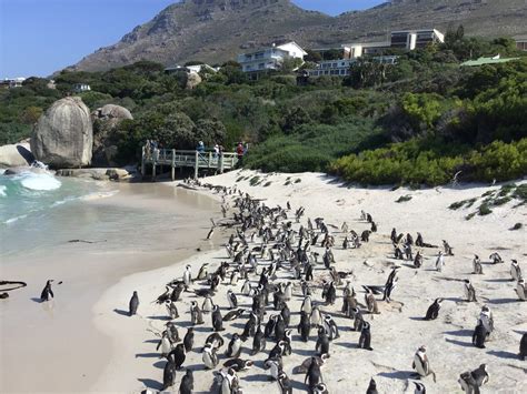 Cape Town Penguins - Unique Travel Experiences