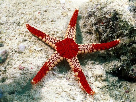 Red and beige starfish, underwater, sea, starfish HD wallpaper | Wallpaper Flare