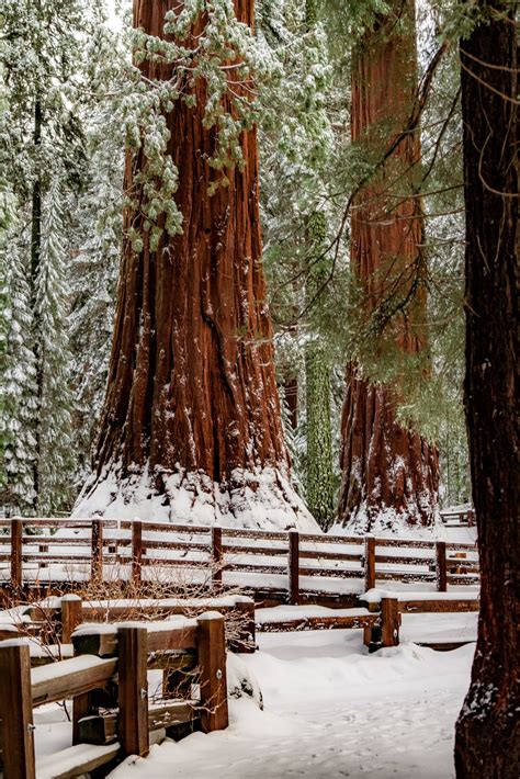 Sequoia National Park In Winter | EMBRACE SOMEPLACE