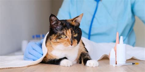 Benadryl for Cats: Dosage, Safety, and Side Effects | PurrfectJourney