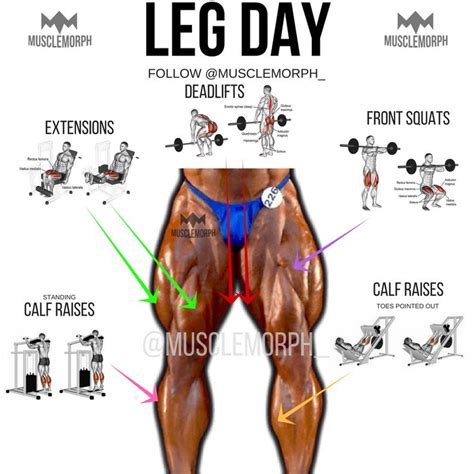 https://musclemorphsupps.com/ LEG DAY LEG EXERXISES LEG WORKOUT ...