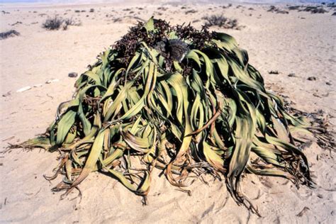 Best Welwitschia Mirabilis Stock Photos, Pictures & Royalty-Free Images - iStock