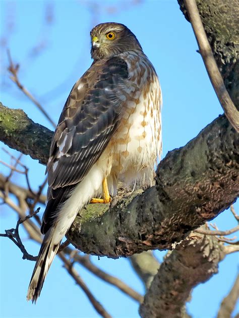 Cooper's Hawk Bird - Profile | Facts | Size | Juvenile | Diet | Breeding - BirdBaron